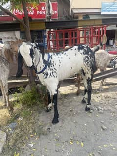 Khassi
