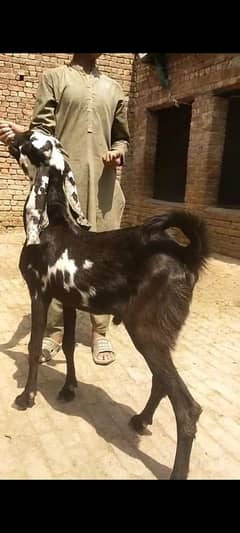 Masha Allah 2dant bkra