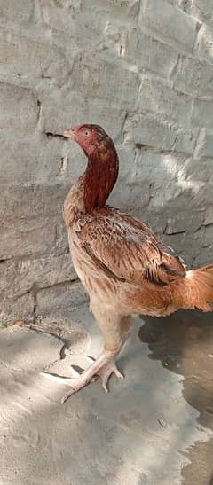 Aseel mayiawali female long hight
