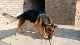 German shepherd