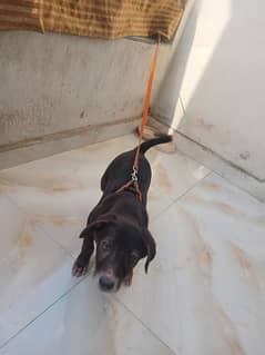 labrador 3month