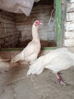 Heera