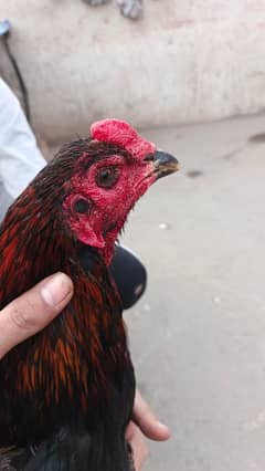 aseel pokoay for sale