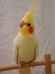cocktiel pair for sell ready to bread