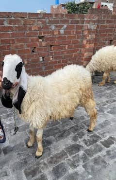 chatra donda bohat he pyra chahtra ha black and white face hai