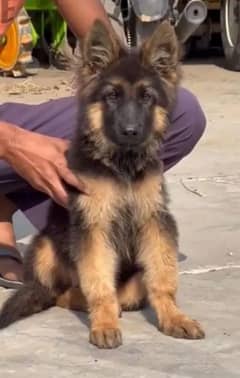 German Shepherd and / Puppies =/WhatsApp 03287625932
