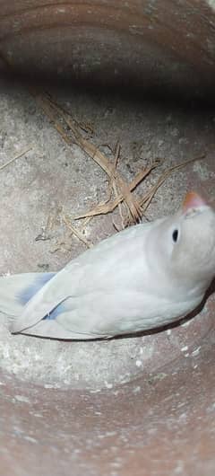 for sale parrots low price
