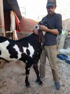 Amritsar Bakra