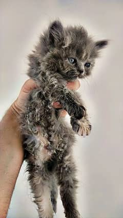 persion kittens Age 1 month pair 15k per kitten 10k