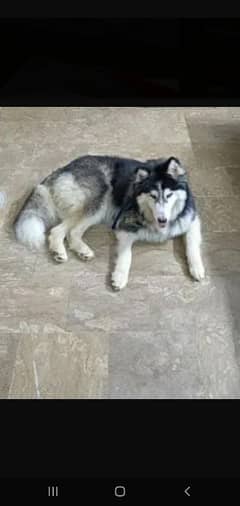 Siberian husky for sale