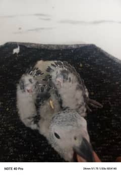 afrecan grey chiks