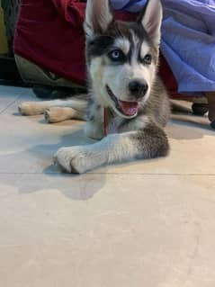 husky male available age 4 month