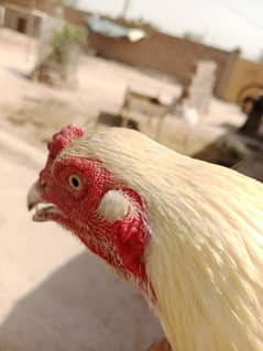 aseel heera
