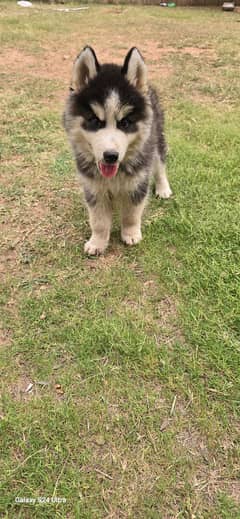 Siberian Husky puppies | Husky puppies For Sale
