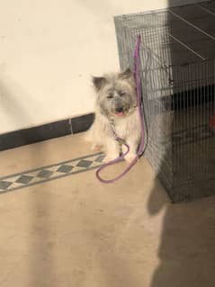 Russian x poodle mix breed