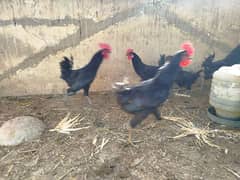 Black Australorp