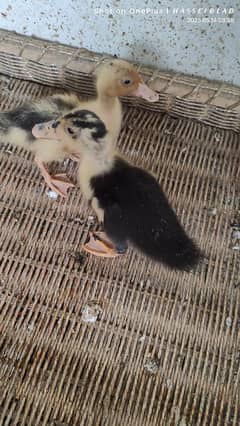 Ducklings pair Healthy and Active
