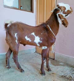 Bakra 2dant 03498200770