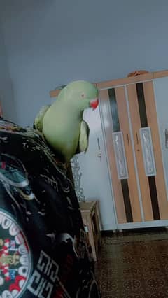 raw parrot