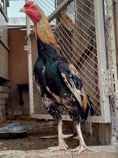 1 aseel java male, 2 Golden misri females, 1 dasi female for sale