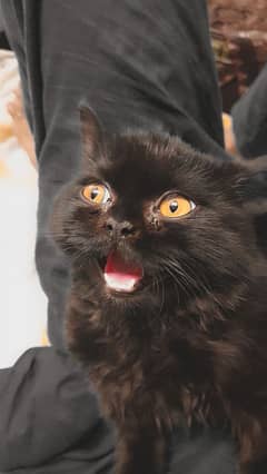 cat for sale