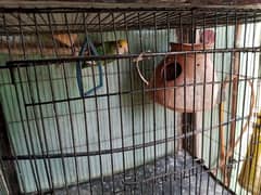 lovebirds breeder pair