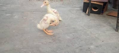 Ducks exchange with aseel Chicks