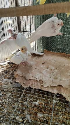 Cockatiel