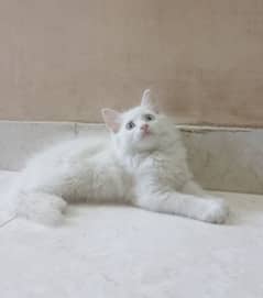 Persian odd eyes kitten