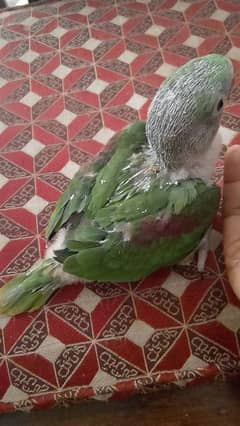2 baby raw parrot