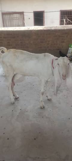 kamori bakri