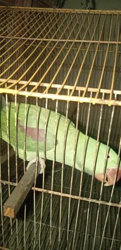 kashmari
