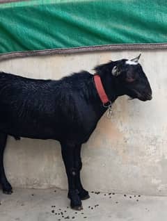 tedhi nasale