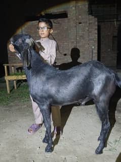 Qurbani k Monasib Baqry