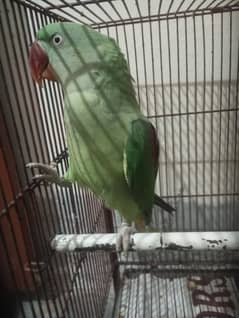 Green /bird /female