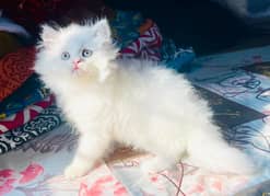 Bombastic Quality Persian Furball Kitten