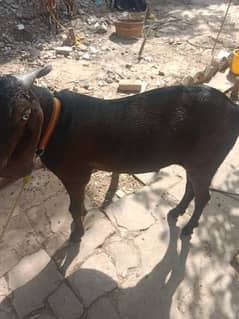 Eid UL Azha K lye bakery sell krny hai