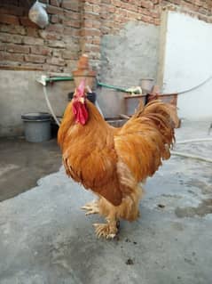 Golden Heavy Buff Breeder