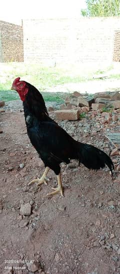 Aseel bird