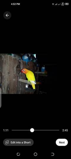 Lovebirds