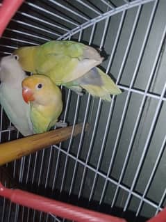 Lovebird/ Decino splint x  Albino / Decino/ cage/ box