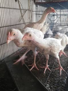 White heera aseel