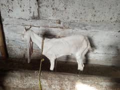 2 dant goat