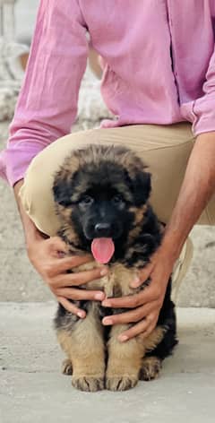 German