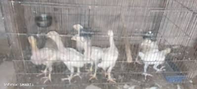 Heera