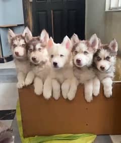 Siberian Husky Pedigree Puppies | Husky Puppy| Woolly coat Husky Dog