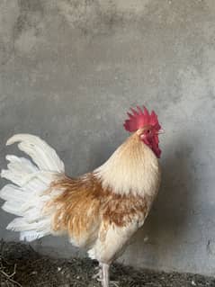 Pure desi murgha pure feed pure heavy hen