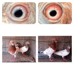 20 pair fancy and flying pigeon. . . . 1200 per