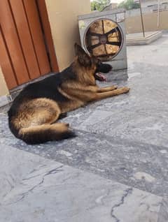German