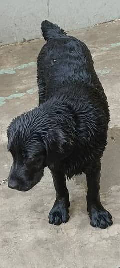 Labrador
